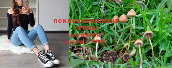 крисы Новокубанск